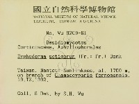 剛毛絲皮菌藏品圖，第2張