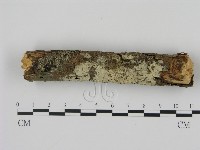 剛毛絲皮菌藏品圖，第1張