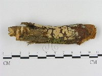 登錄號:F0000353藏品圖，第1張