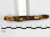 登錄號:F0000358藏品圖，第1張