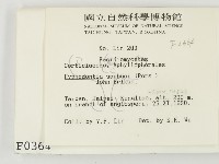 冇骨消絲齒菌藏品圖，第2張