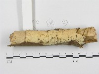 登錄號:F0000366藏品圖，第1張