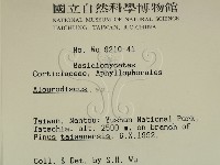 盤革菌屬藏品圖，第2張