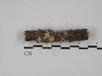 盤革菌屬藏品圖，第1張