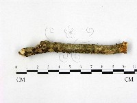 登錄號:F0000369藏品圖，第3張