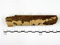 刺皮菌屬藏品圖，第1張