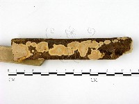 刺皮菌屬藏品圖，第3張