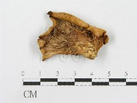登錄號:F0000382藏品圖，第1張
