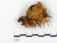 登錄號:F0000383藏品圖，第1張