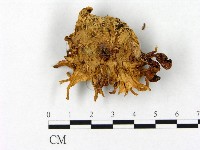 登錄號:F0000383藏品圖，第3張