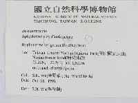 剛毛絲皮菌藏品圖，第2張