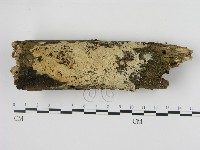 剛毛絲皮菌藏品圖，第1張
