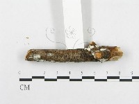 骨皮菌屬藏品圖，第3張