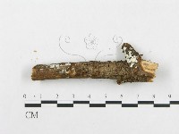 骨皮菌屬藏品圖，第4張
