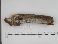 登錄號:F0000392藏品圖，第1張