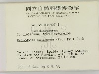 剛毛絲皮菌藏品圖，第2張