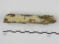 剛毛絲皮菌藏品圖，第1張