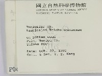 小皮傘屬藏品圖，第2張