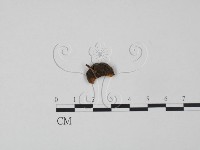 登錄號:F0000405藏品圖，第1張