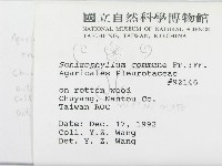 裂褶菌藏品圖，第2張