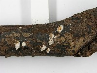 裂褶菌藏品圖，第4張
