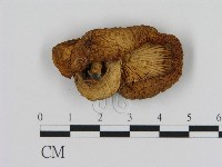 登錄號:F0000408藏品圖，第3張