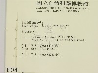 小菇屬藏品圖，第2張