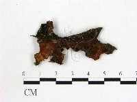 登錄號:F0000411藏品圖，第3張