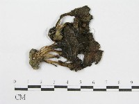 登錄號:F0000412藏品圖，第1張