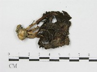 登錄號:F0000412藏品圖，第3張