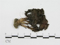 登錄號:F0000412藏品圖，第4張