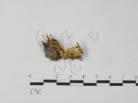 登錄號:F0000414藏品圖，第1張