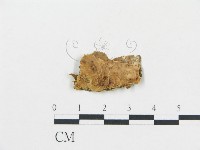 登錄號:F0000425藏品圖，第1張