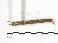 登錄號:F0000426藏品圖，第1張