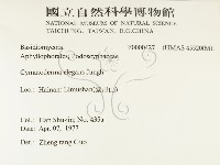 優雅波邊革菌藏品圖，第2張