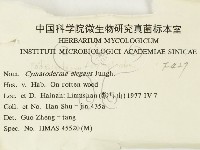 優雅波邊革菌藏品圖，第3張