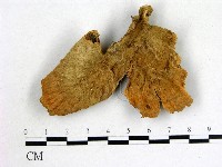 登錄號:F0000428藏品圖，第1張