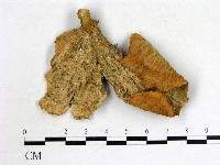 登錄號:F0000428藏品圖，第4張