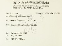 剛毛絲皮菌藏品圖，第2張