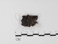 登錄號:F0000445藏品圖，第1張