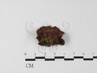 登錄號:F0000445藏品圖，第4張