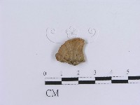登錄號:F0000446藏品圖，第1張