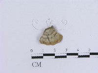 登錄號:F0000446藏品圖，第3張