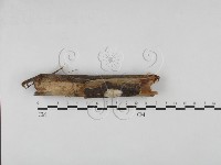 館號:F0000451藏品圖，第1張