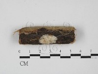 館號:F0000451藏品圖，第3張