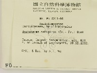 剛毛絲皮菌藏品圖，第2張
