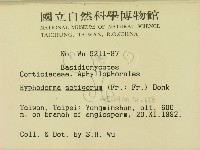 剛毛絲皮菌藏品圖，第2張
