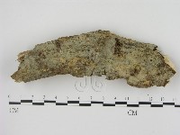剛毛絲皮菌藏品圖，第1張