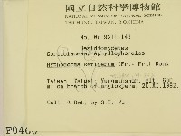 剛毛絲皮菌藏品圖，第2張