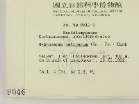 剛毛絲皮菌藏品圖，第2張